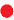 Puce rouge