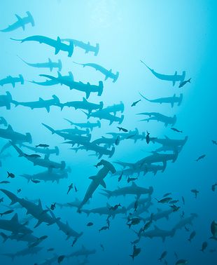 Un banc de requins marteau