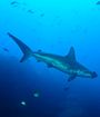 requin marteau