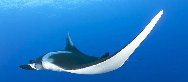 Rencontre avec une raie manta dans le Grand Sud