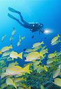 le Grand Sud