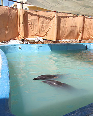 Dauphins captifs à Hurghada