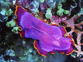 Spécimens rares et colorés