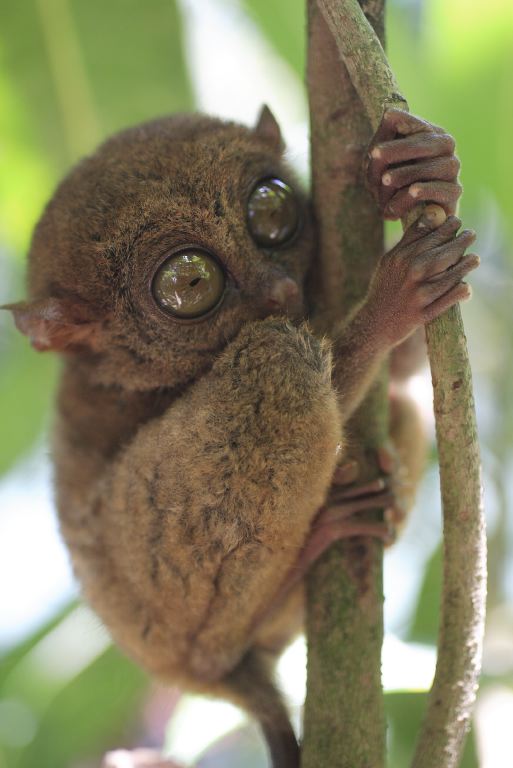 Rencontre avec un tarsier
