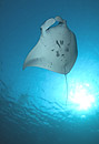 manta en looping