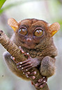 tarsier