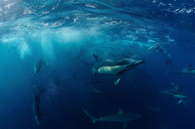 à l'assaut du banc de sardines