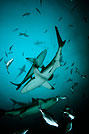 un ballet de requins