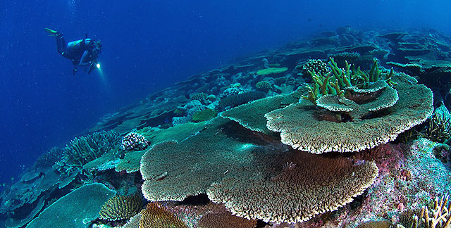 les formations coraliennes du Sud des Maldives