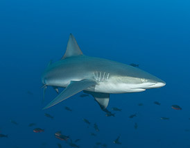 le requin des Galapagos