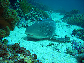 Le placide requin léopard