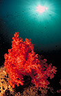 contrastes de couleurs