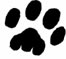 dogs paw