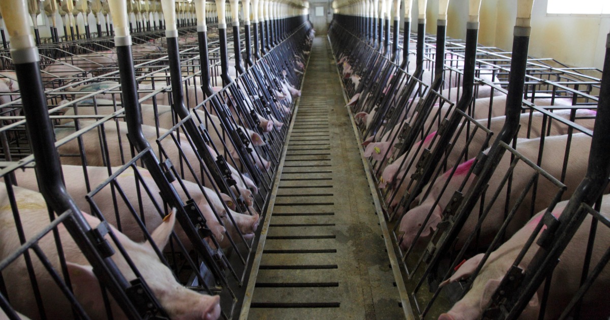 Splendeur et misère<br> de la condition animale